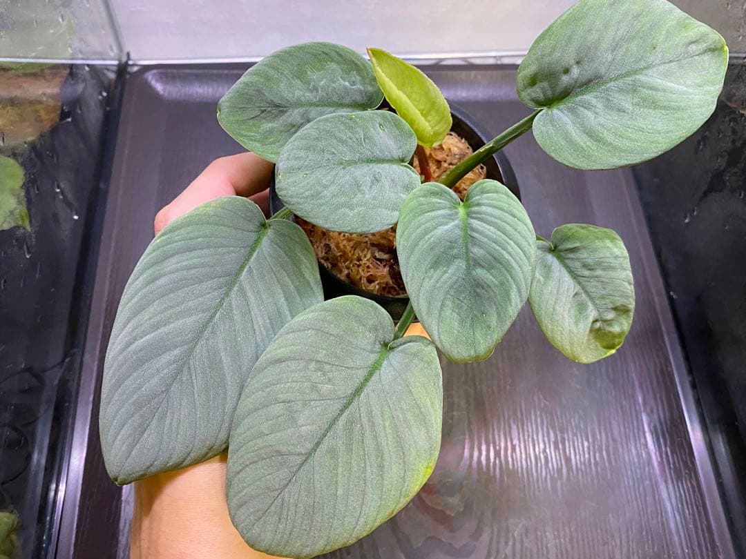 Homalomena sp.“月輪” 【LA0318-01】 大きめ株