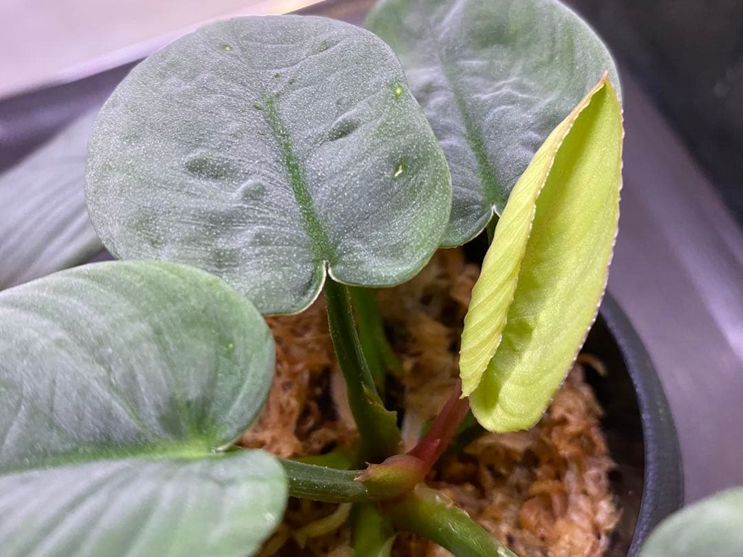 Homalomena sp.“月輪” 【LA0318-01】 大きめ株