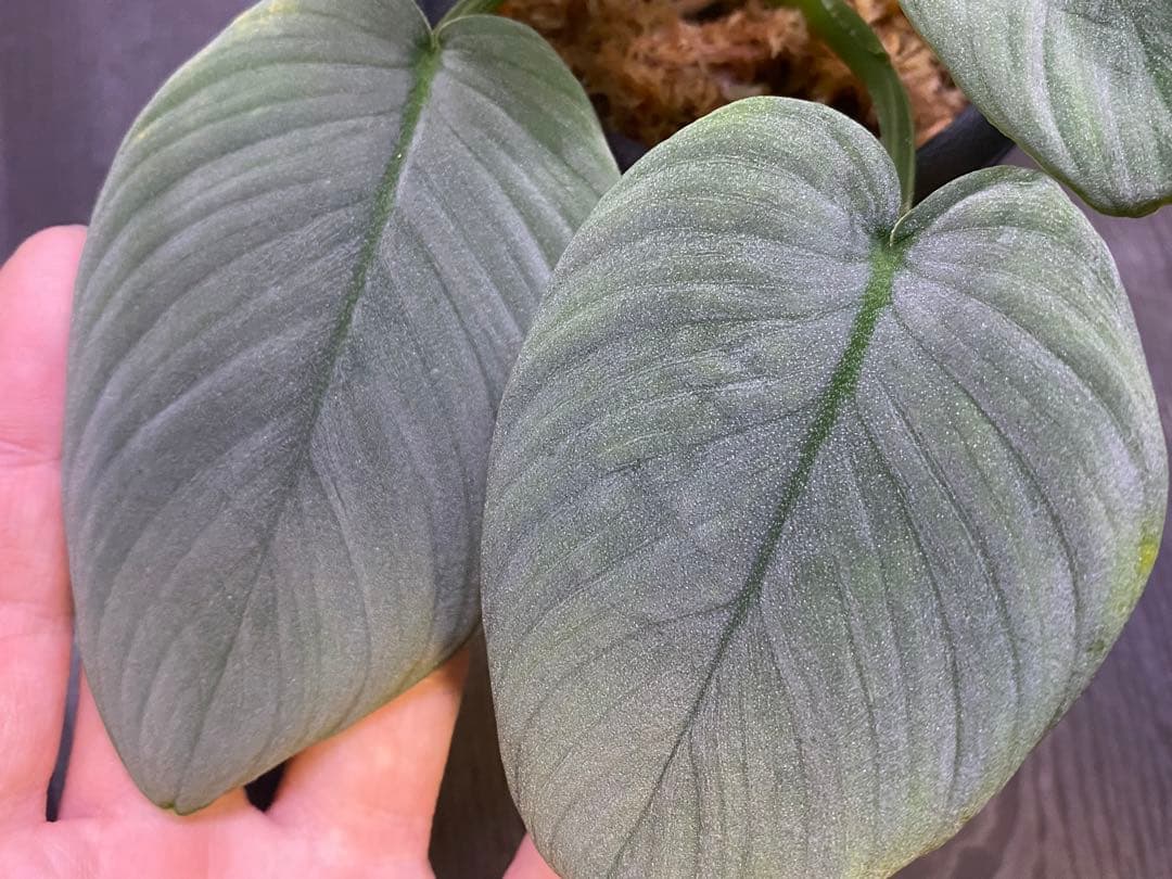 Homalomena sp.“月輪” 【LA0318-01】 大きめ株