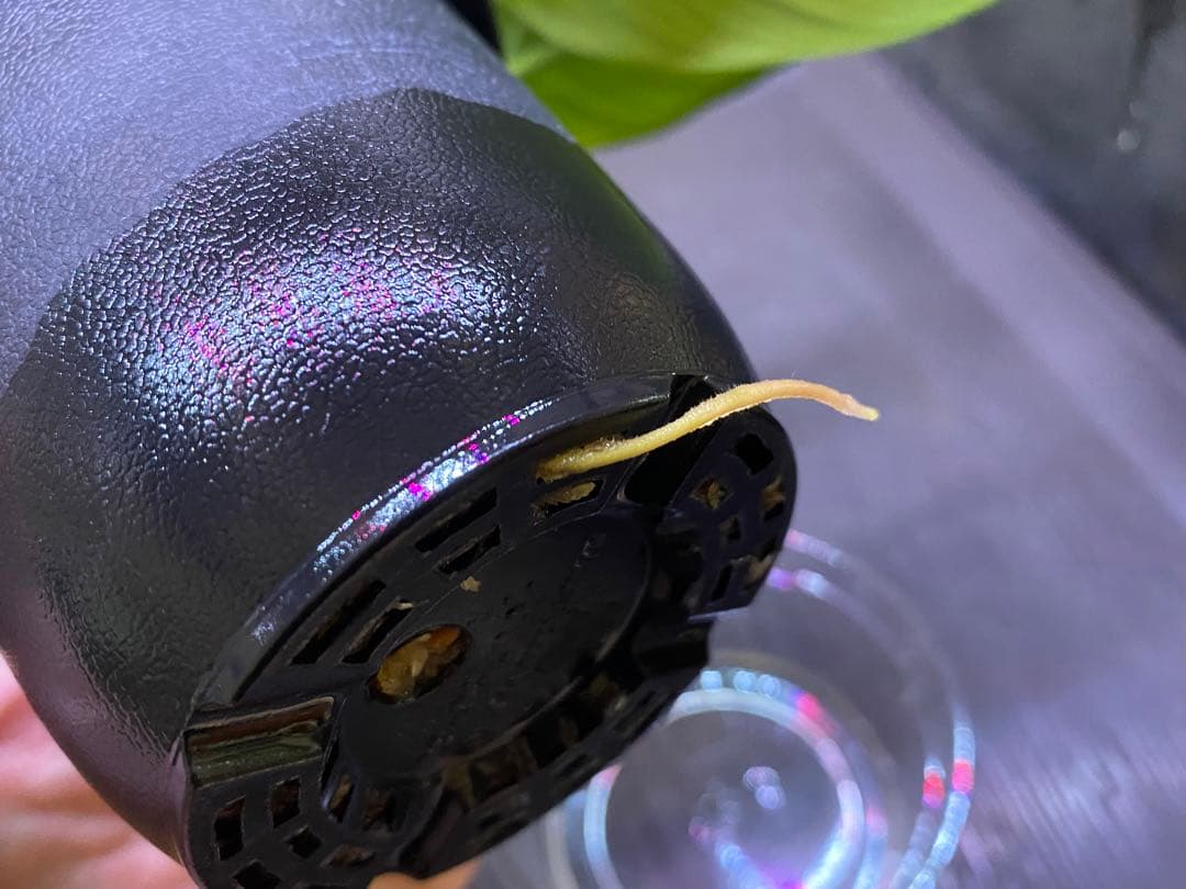 Homalomena sp.“月輪” 【LA0318-01】 大きめ株