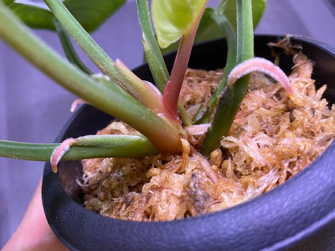 Homalomena sp.“月輪” 【LA0318-01】 大きめ株