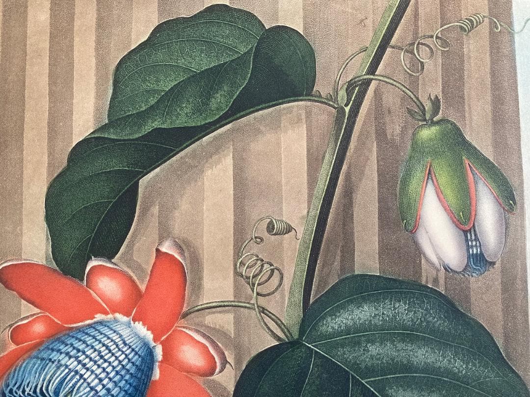 稀少 史上最美と称される《フローラの神殿》（初版）より『パッションフラワー』