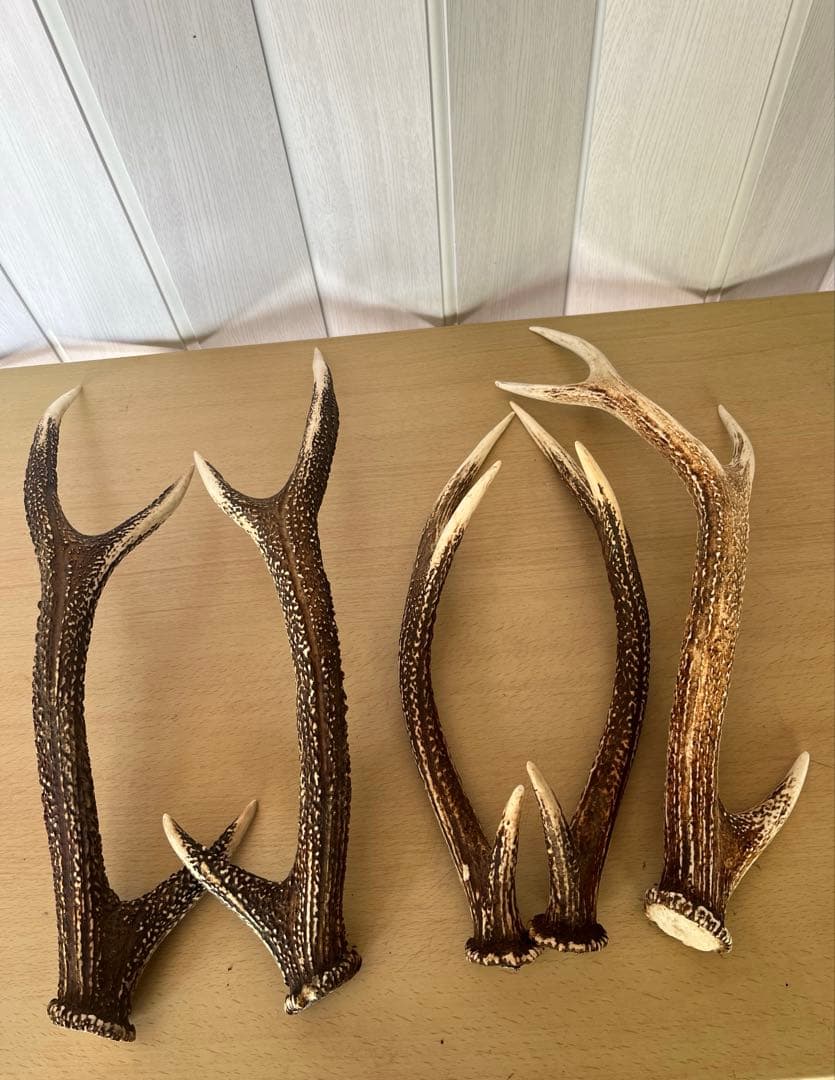 希少‼️天然日本鹿の角5本