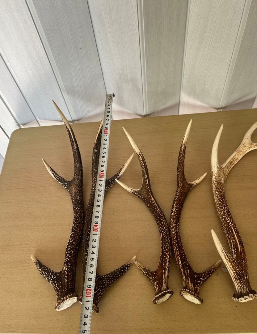 希少‼️天然日本鹿の角5本