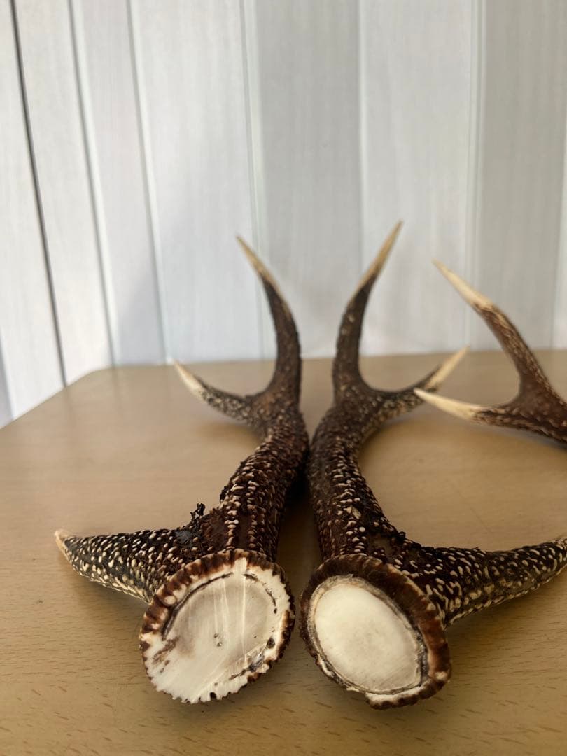希少‼️天然日本鹿の角5本