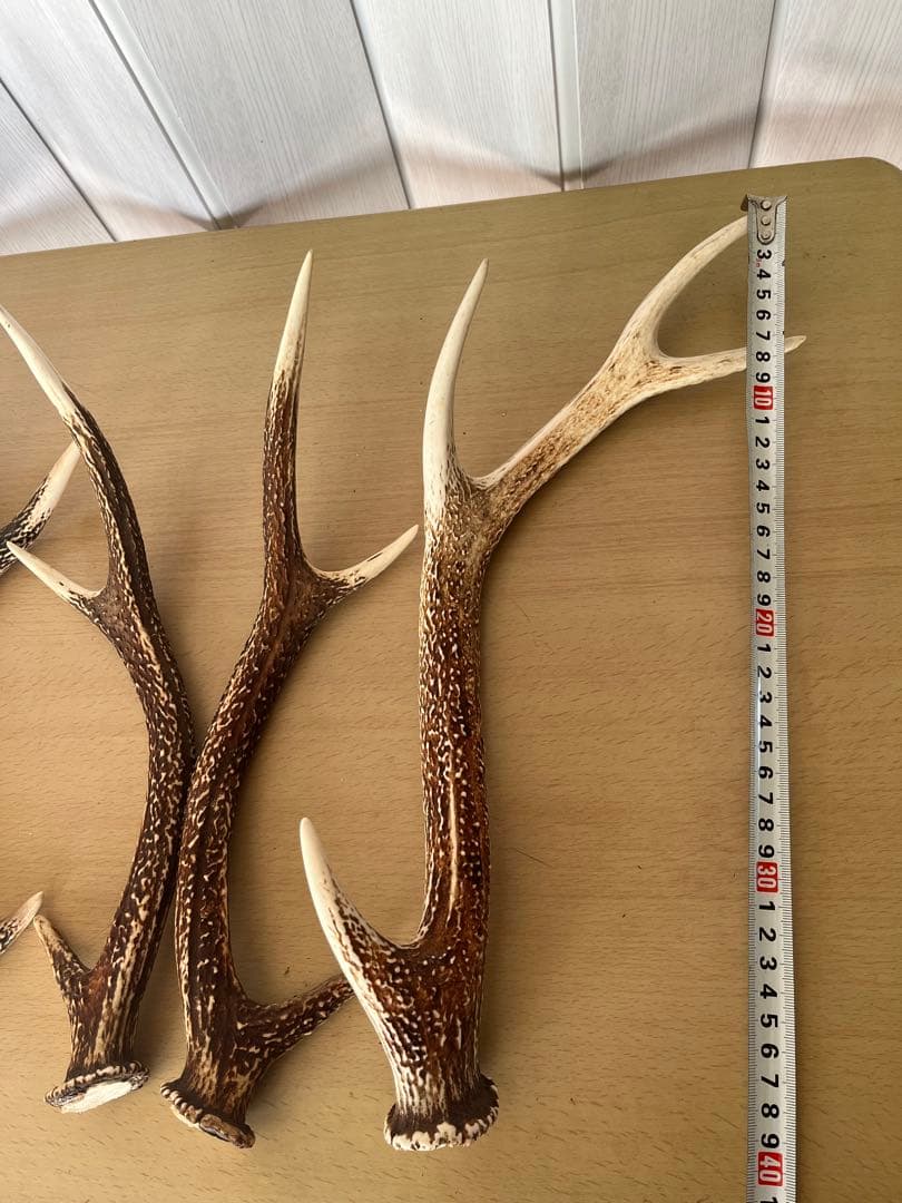 希少‼️天然日本鹿の角5本