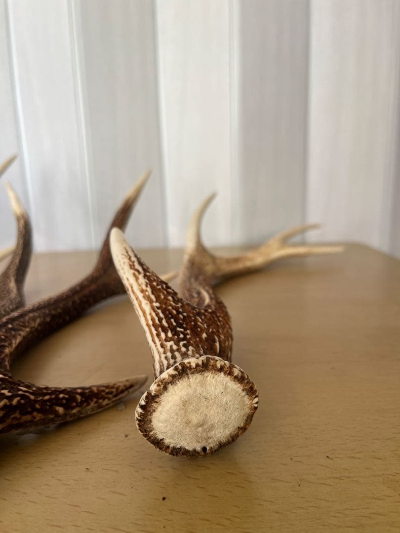 希少‼️天然日本鹿の角5本