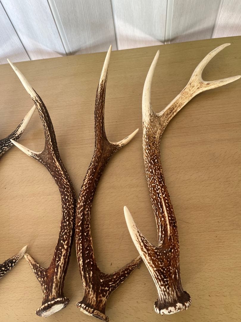 希少‼️天然日本鹿の角5本