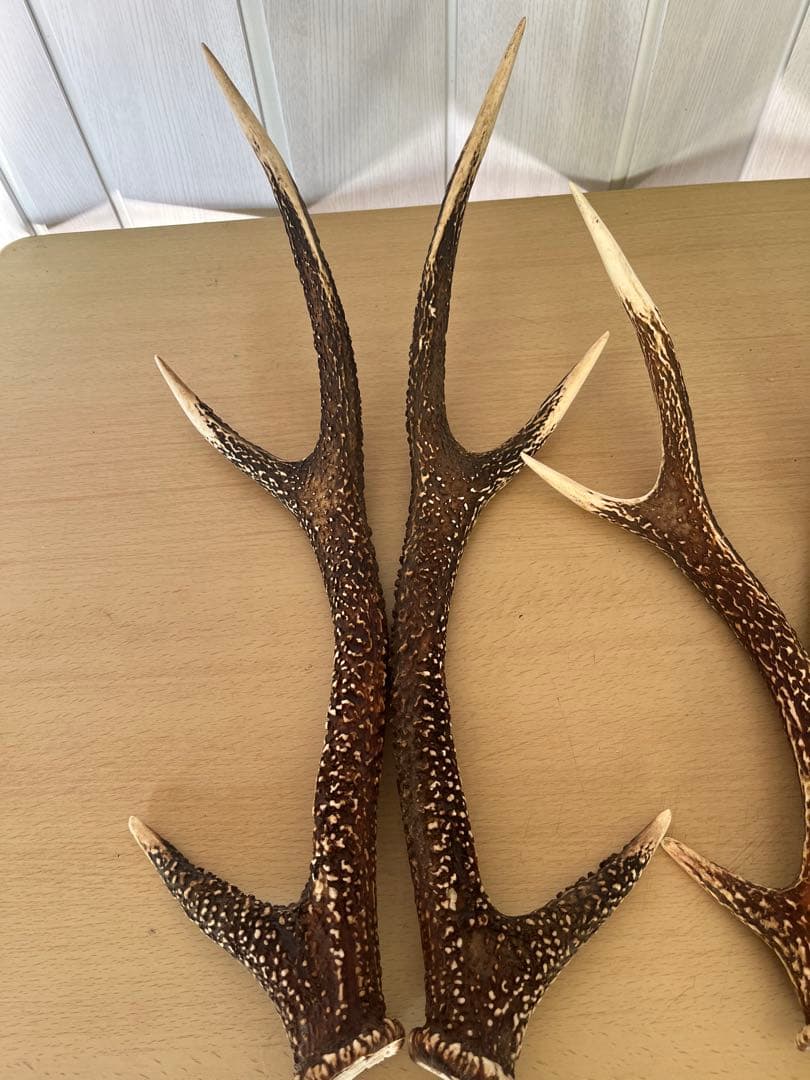 希少‼️天然日本鹿の角5本