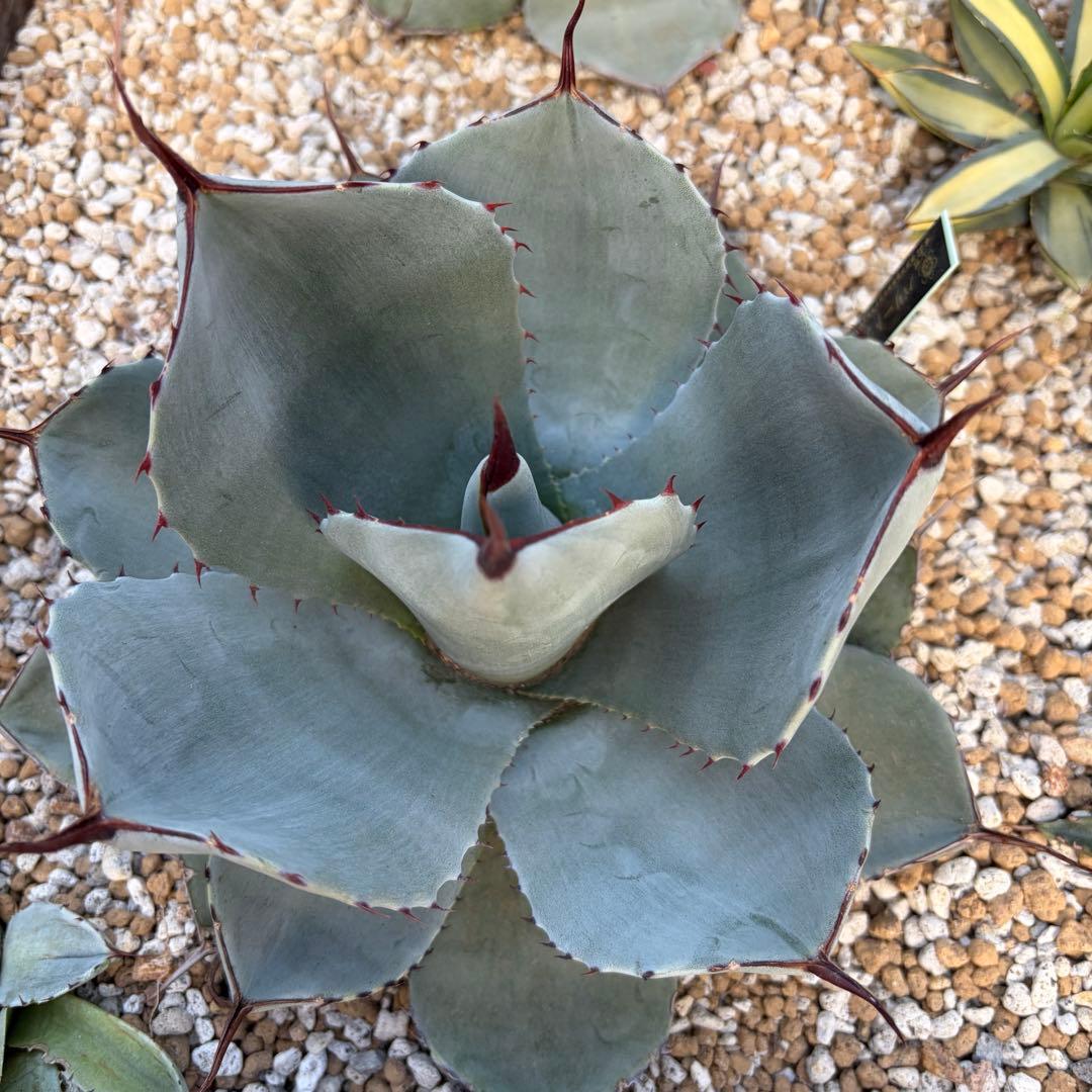 アガベ　美株　パリートランカータ　ハンティントン