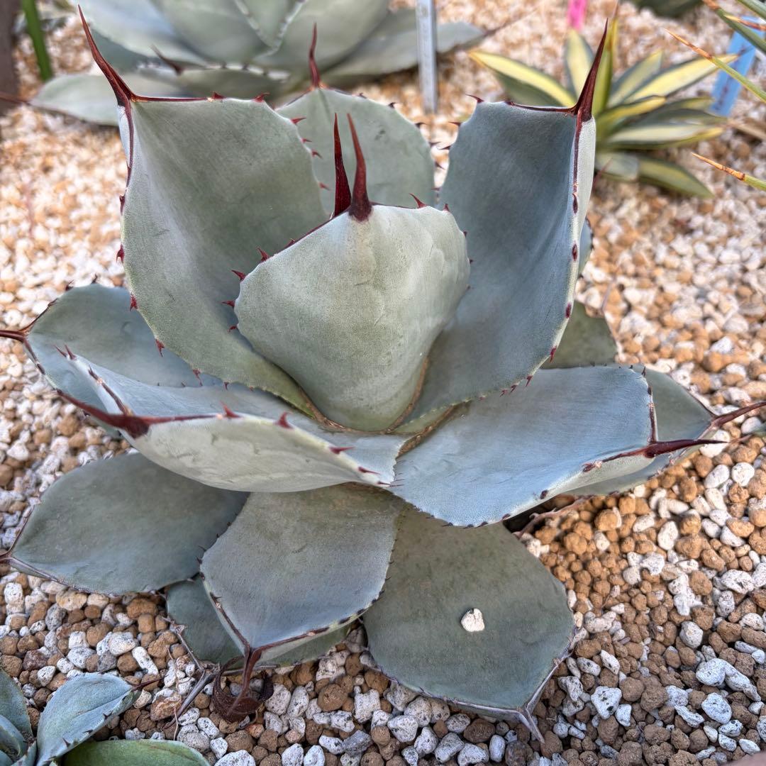 アガベ　美株　パリートランカータ　ハンティントン