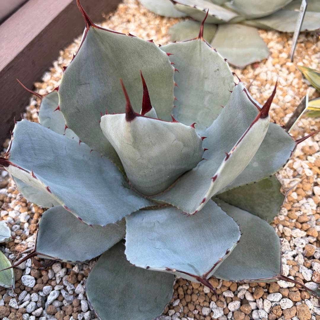 アガベ　美株　パリートランカータ　ハンティントン