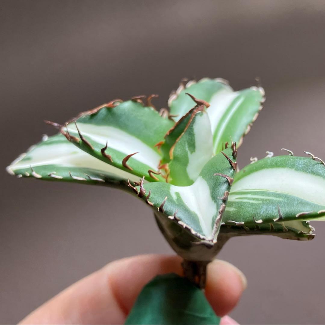 【8の日限定】④大きめ　アガベ　チタノタ　太陽神錦　白中斑　TC 根付き