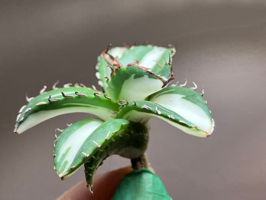 【8の日限定】④大きめ　アガベ　チタノタ　太陽神錦　白中斑　TC 根付き