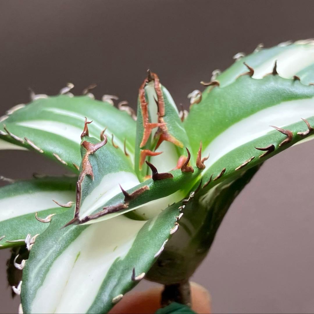 【8の日限定】④大きめ　アガベ　チタノタ　太陽神錦　白中斑　TC 根付き