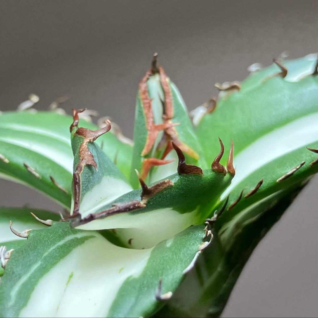 【8の日限定】④大きめ　アガベ　チタノタ　太陽神錦　白中斑　TC 根付き