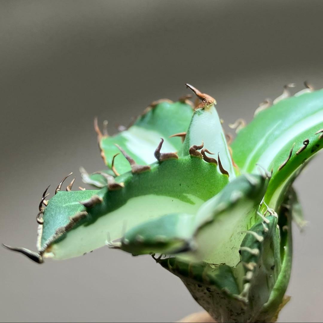 【8の日限定】④大きめ　アガベ　チタノタ　太陽神錦　白中斑　TC 根付き