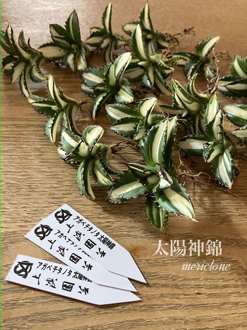 【8の日限定】④大きめ　アガベ　チタノタ　太陽神錦　白中斑　TC 根付き