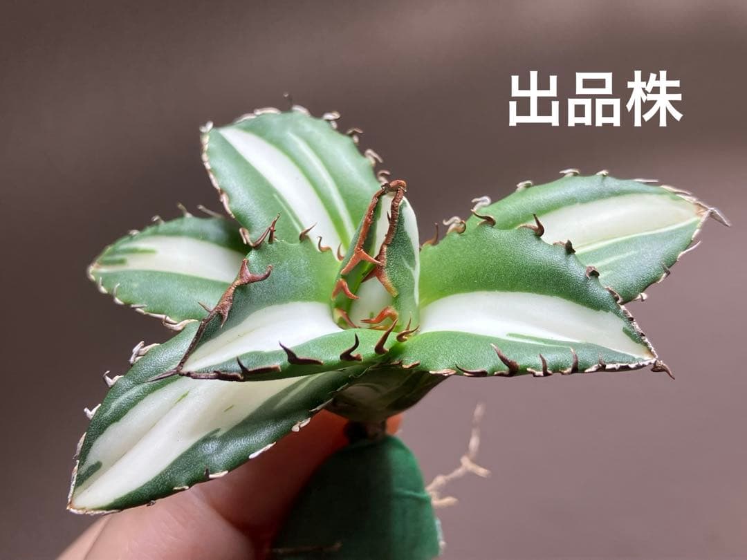 【8の日限定】④大きめ　アガベ　チタノタ　太陽神錦　白中斑　TC 根付き