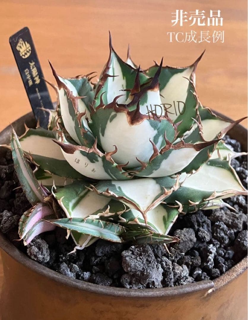 【8の日限定】④大きめ　アガベ　チタノタ　太陽神錦　白中斑　TC 根付き