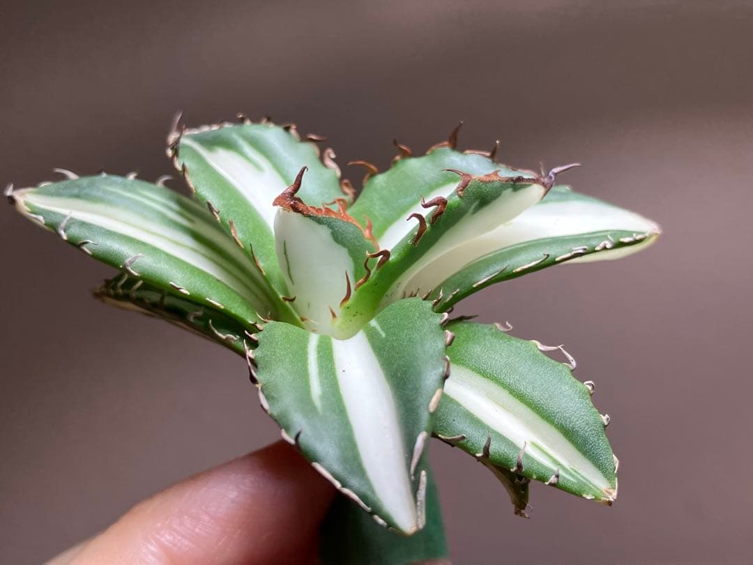 【8の日限定】④大きめ　アガベ　チタノタ　太陽神錦　白中斑　TC 根付き