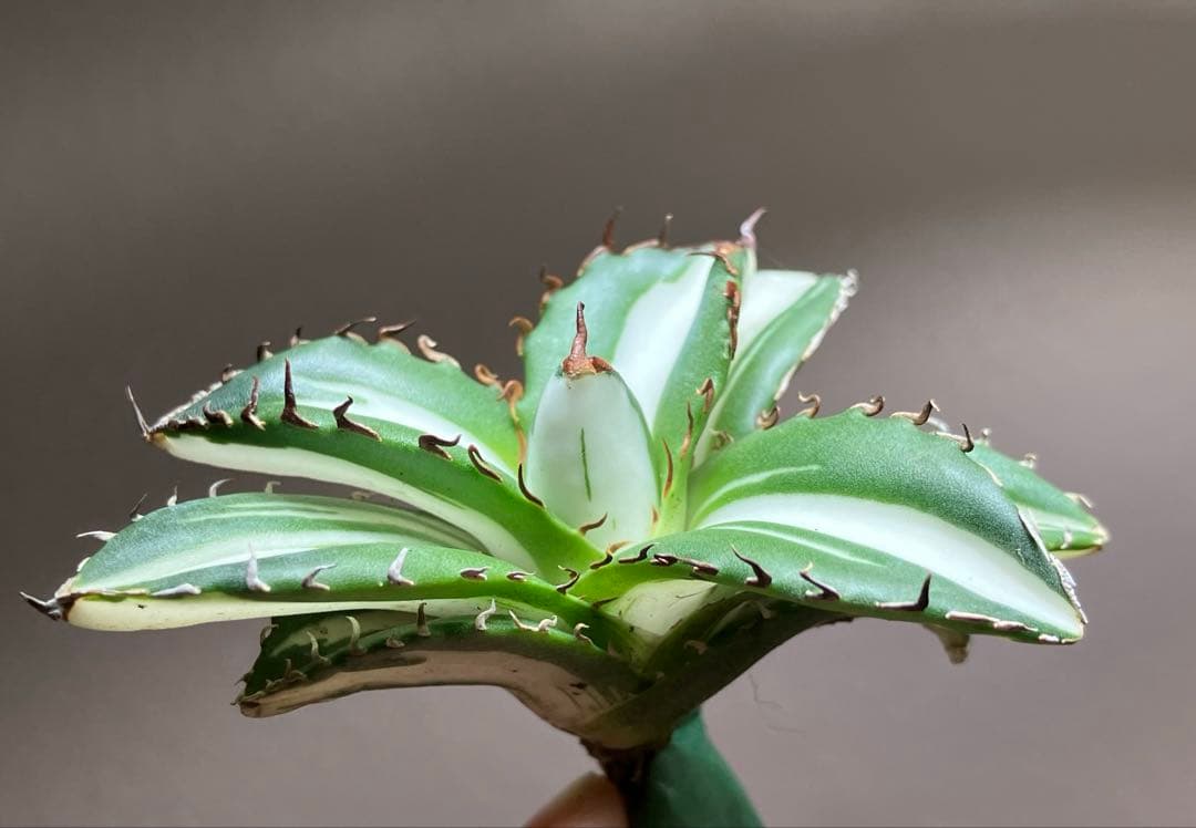 【8の日限定】④大きめ　アガベ　チタノタ　太陽神錦　白中斑　TC 根付き