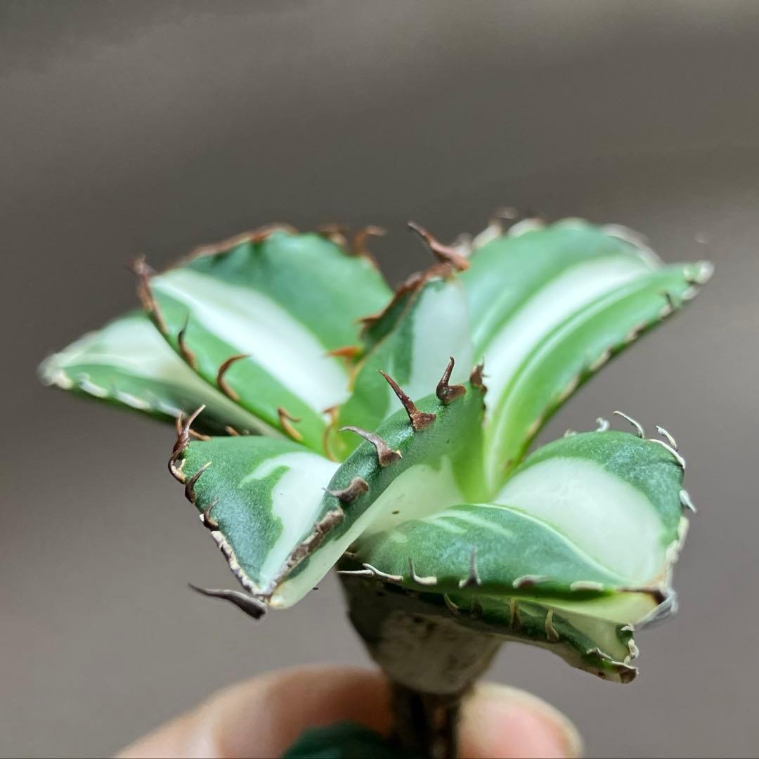 【8の日限定】④大きめ　アガベ　チタノタ　太陽神錦　白中斑　TC 根付き