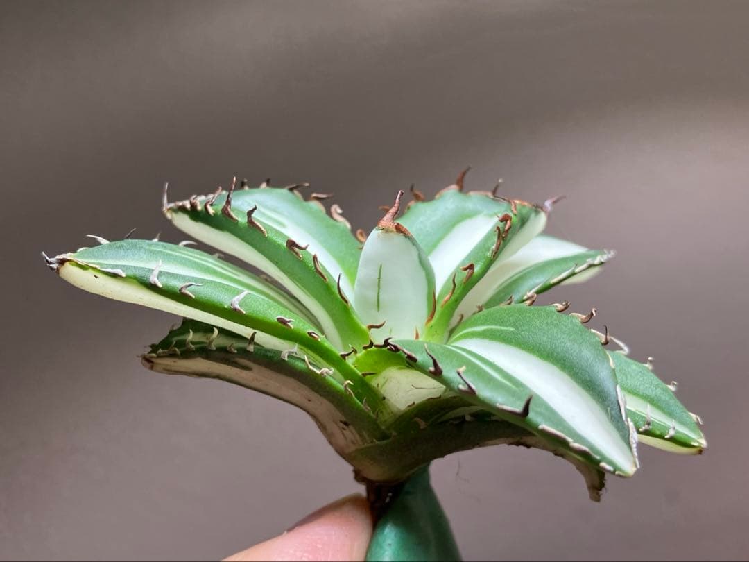 【8の日限定】④大きめ　アガベ　チタノタ　太陽神錦　白中斑　TC 根付き