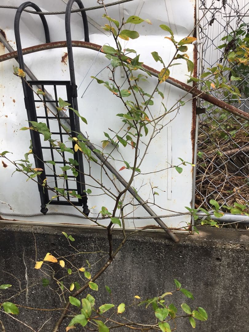 ヤマコウバシ170センチ