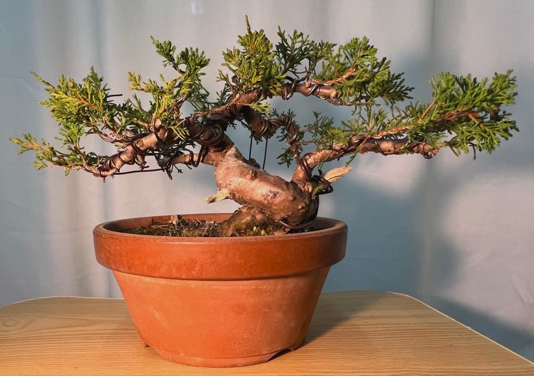 糸魚川真柏　足元太いです‼︎