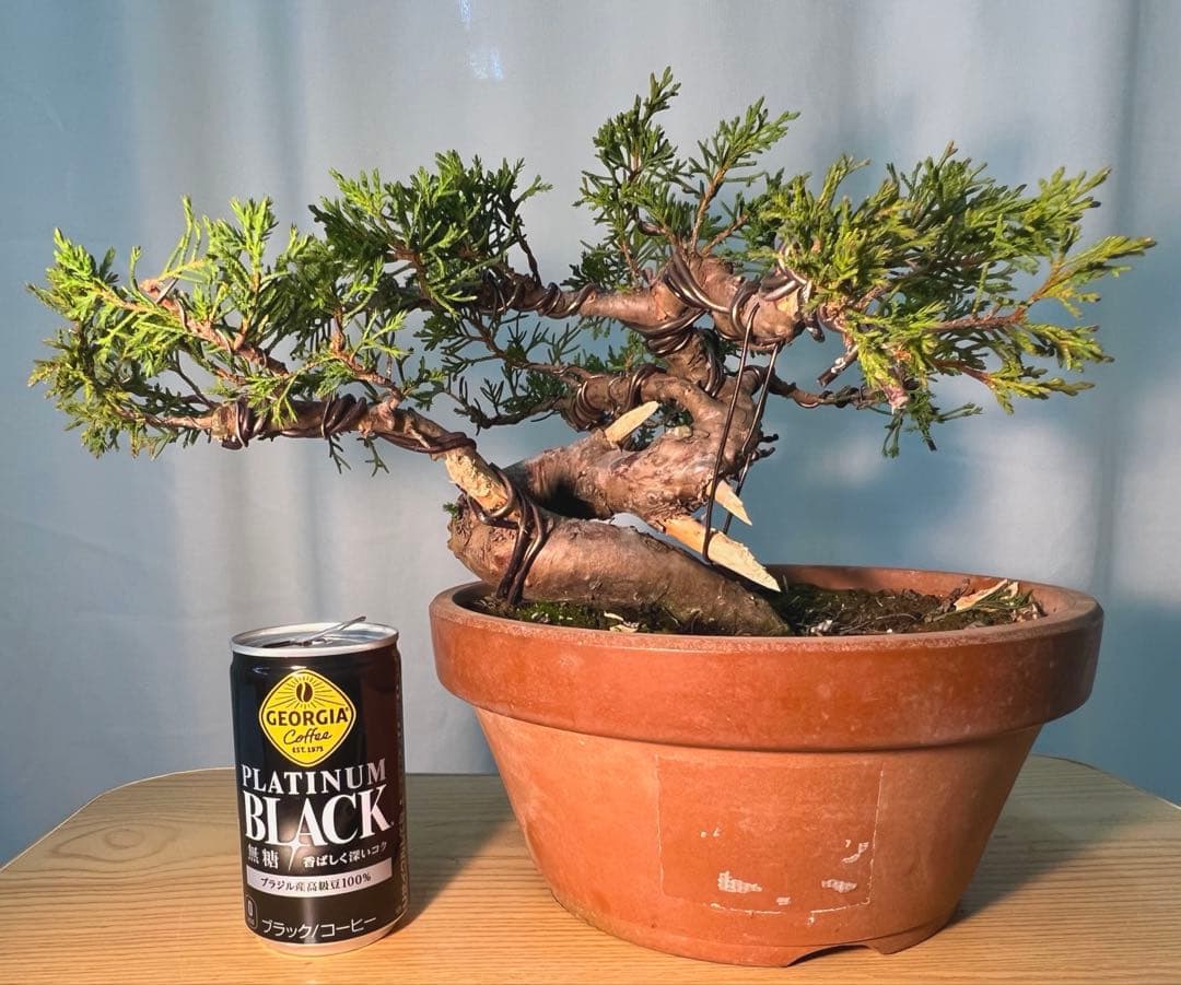 糸魚川真柏　足元太いです‼︎