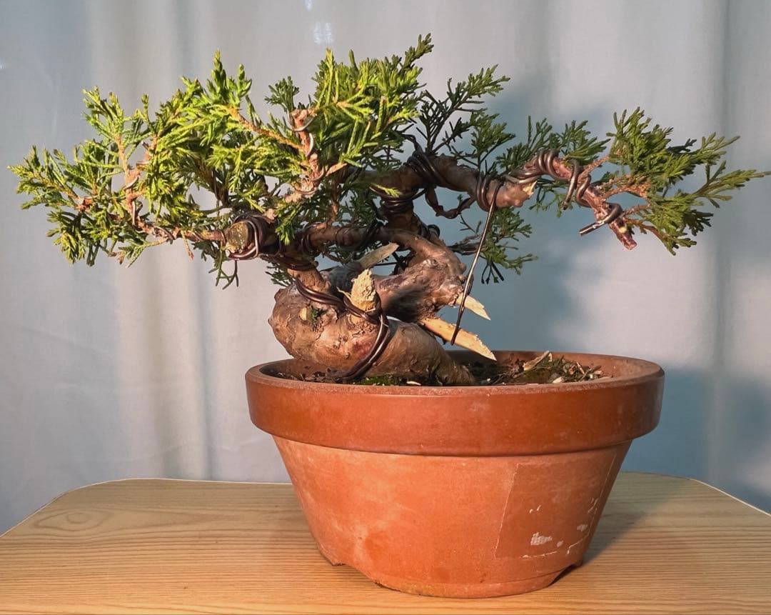 糸魚川真柏　足元太いです‼︎