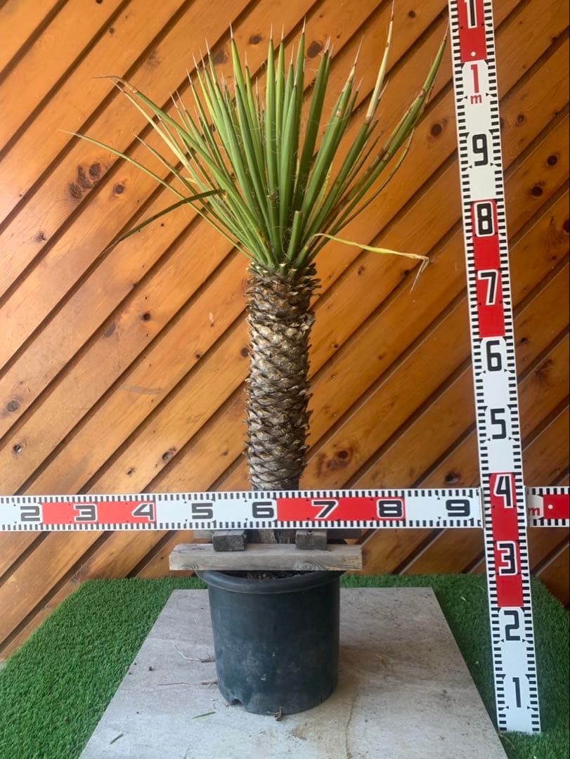 ユッカ　フィリフェラ