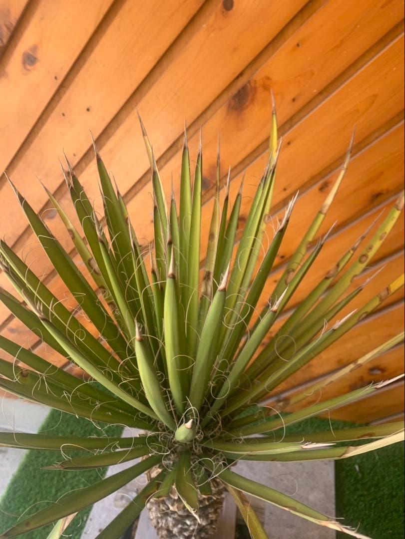 ユッカ　フィリフェラ