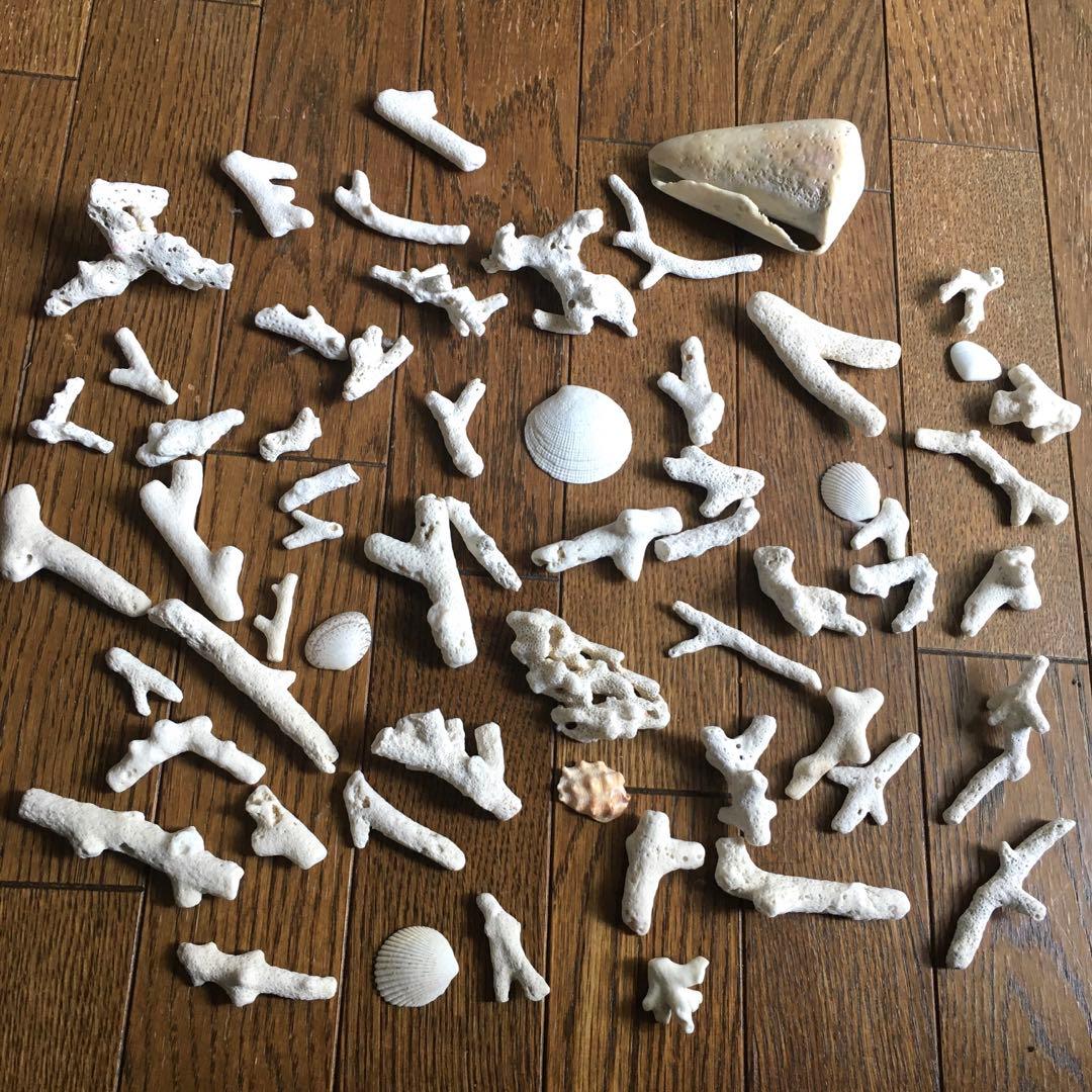 お値下げ⬇️沖縄‼️天然珊瑚と貝☆インテリア☆サンゴ☆貝殻☆置物