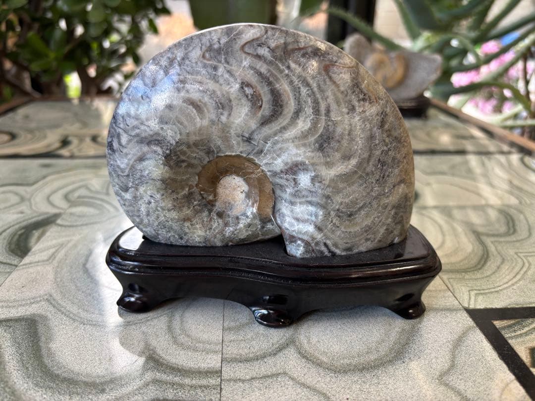 台付アンモナイト　化石　鉱石　希少　インテリア　5