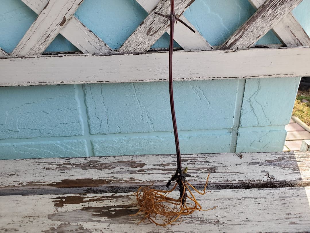 ジョンピクトン　根量非常に多い　地中芽あり