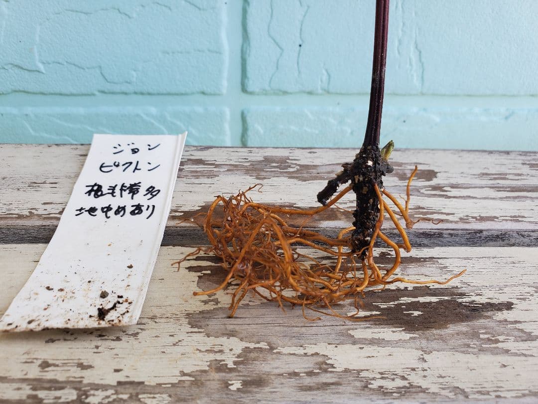 ジョンピクトン　根量非常に多い　地中芽あり