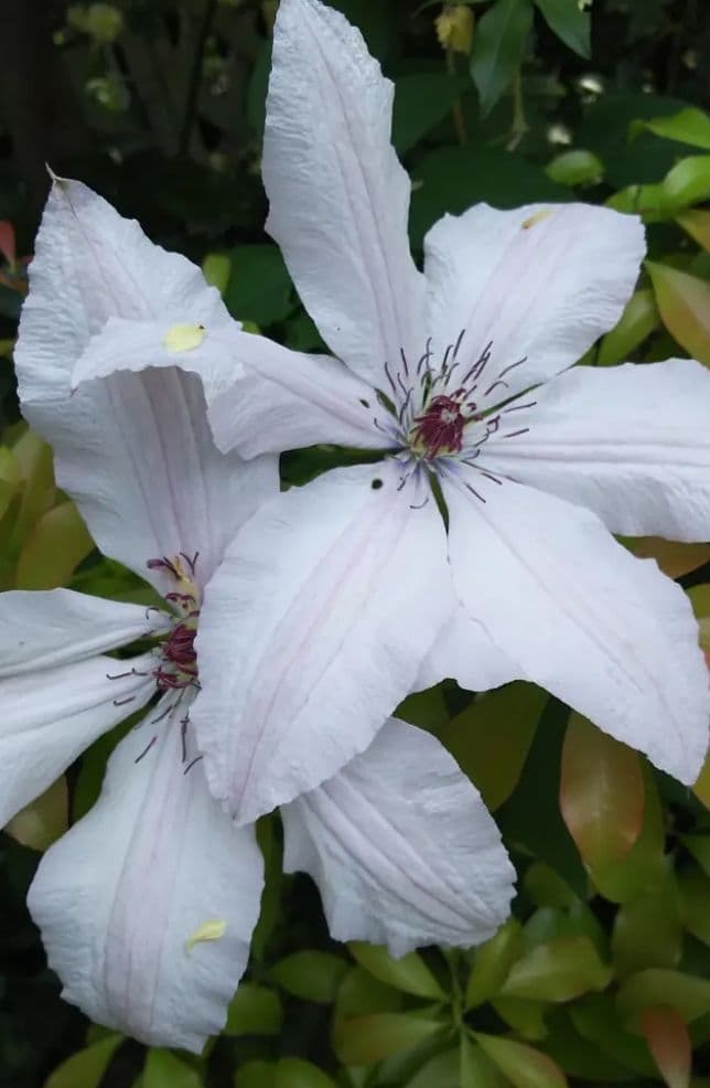 ジョンピクトン　根量非常に多い　地中芽あり
