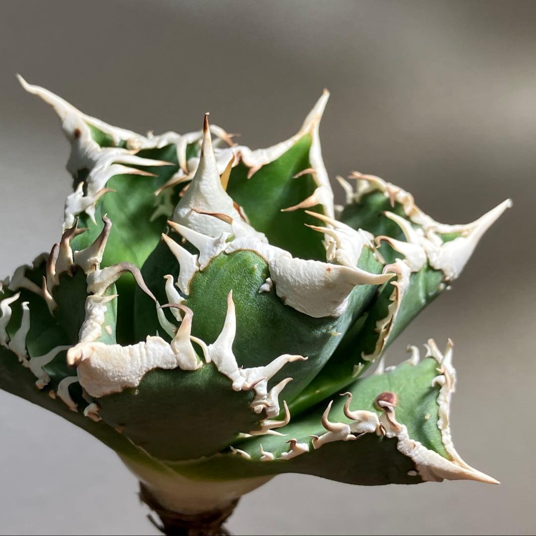 C*7様 【初売りオークション】116 超選抜　優秀　太棘　子株付き　アガベ　白