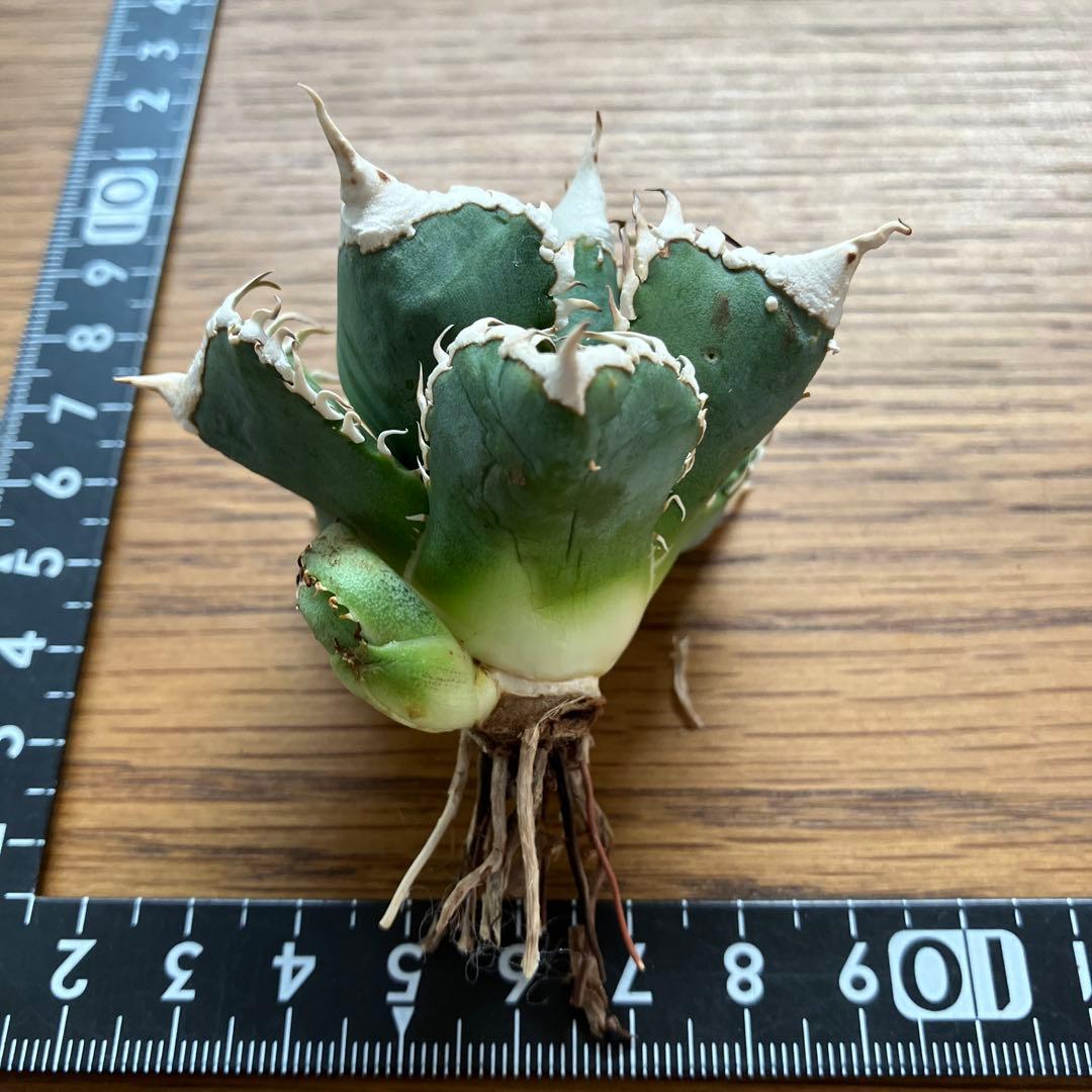 C*7様 【初売りオークション】116 超選抜　優秀　太棘　子株付き　アガベ　白