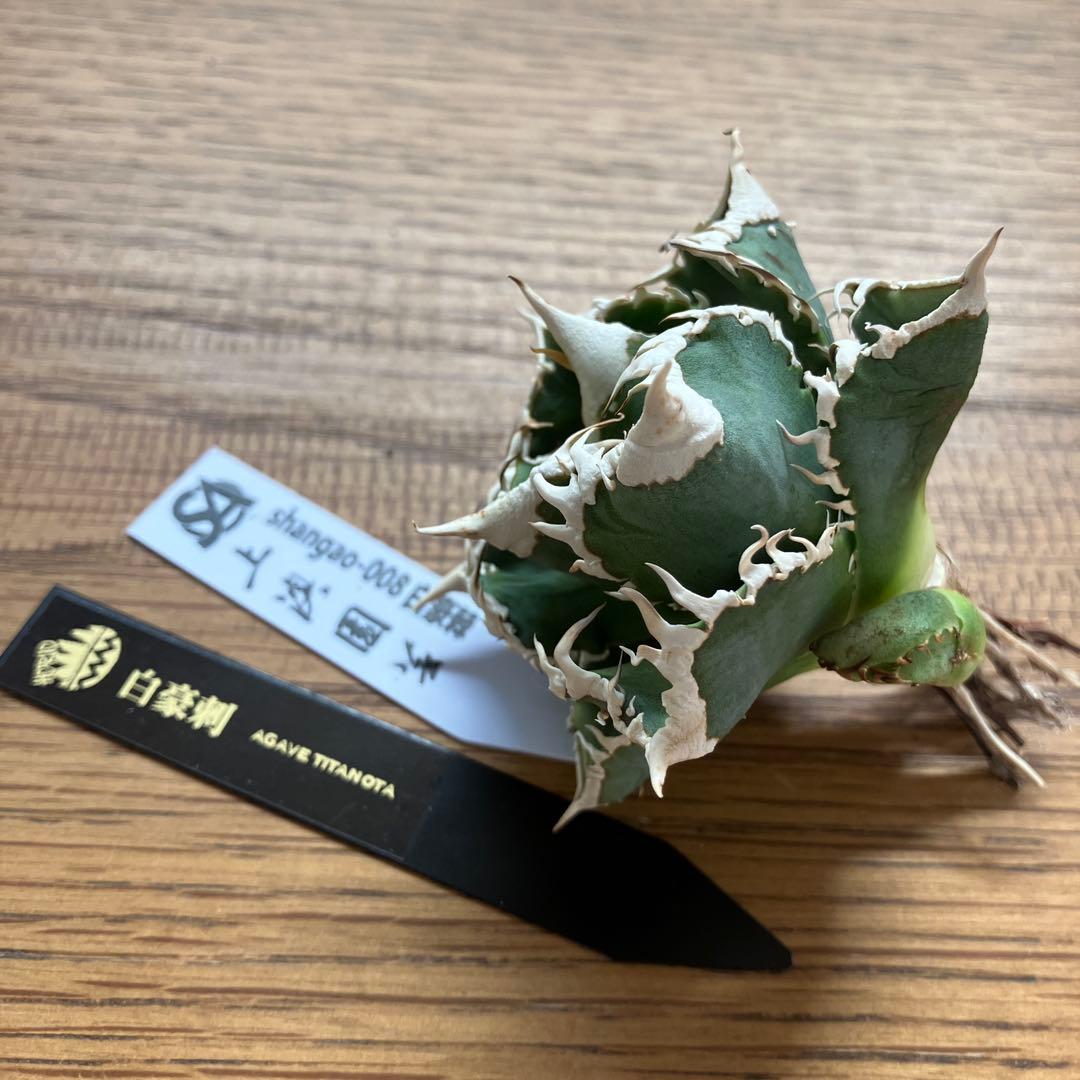 C*7様 【初売りオークション】116 超選抜　優秀　太棘　子株付き　アガベ　白