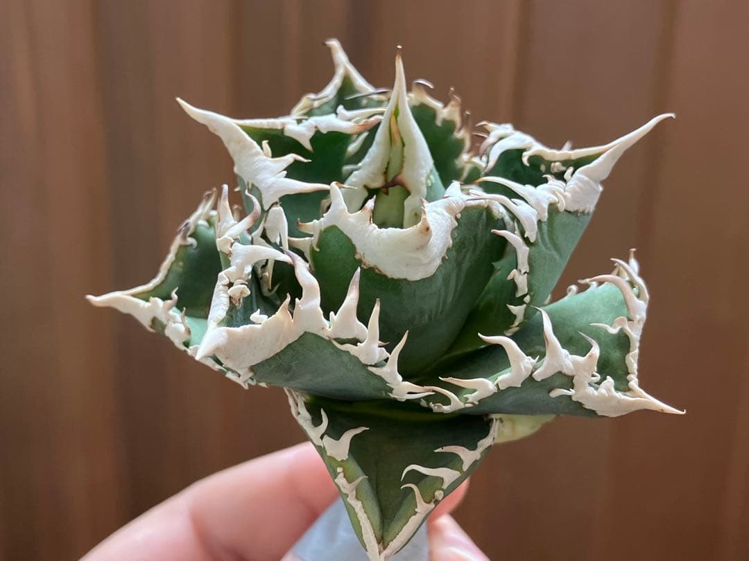 C*7様 【初売りオークション】116 超選抜　優秀　太棘　子株付き　アガベ　白