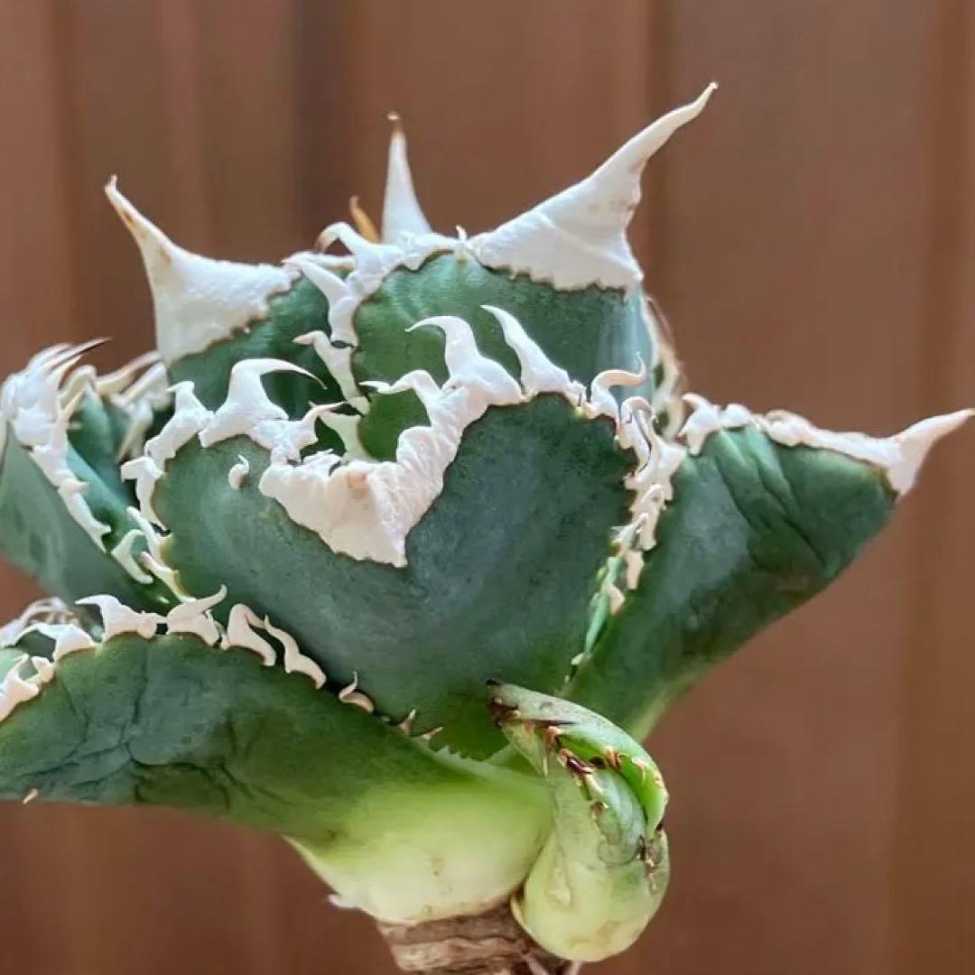 C*7様 【初売りオークション】116 超選抜　優秀　太棘　子株付き　アガベ　白