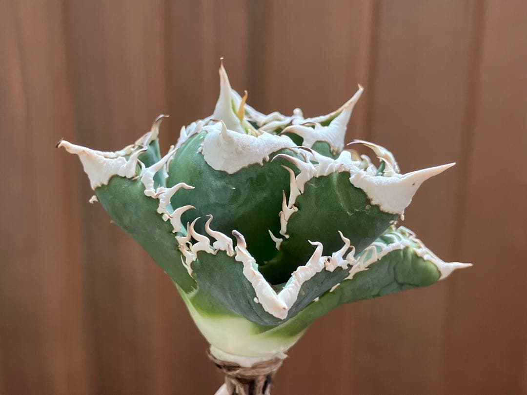 C*7様 【初売りオークション】116 超選抜　優秀　太棘　子株付き　アガベ　白