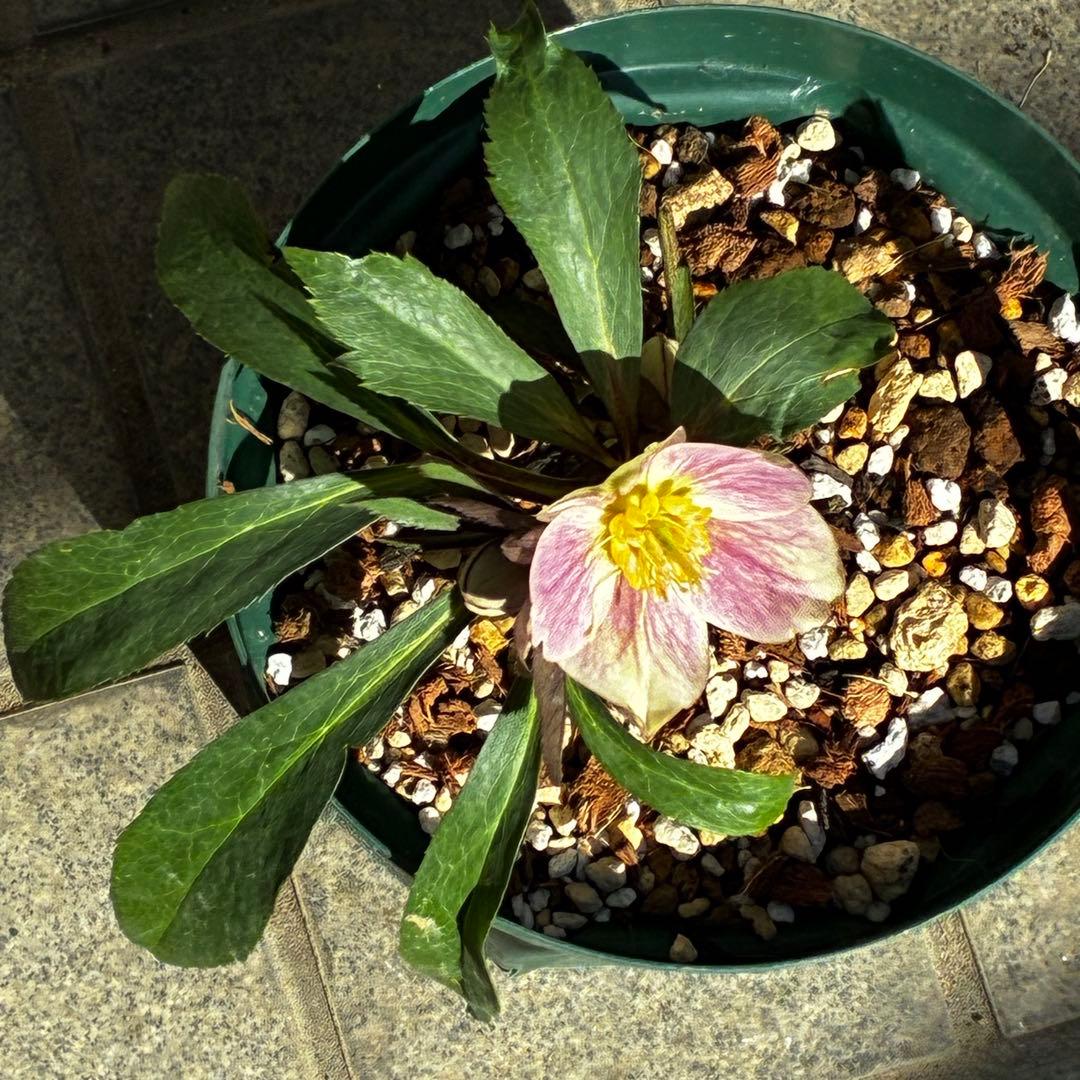 の*ん様 3493☘️蕾花タグ付き☘️超希少☘️筒型SD⭐️ポーセリン⭐️小輪⭐