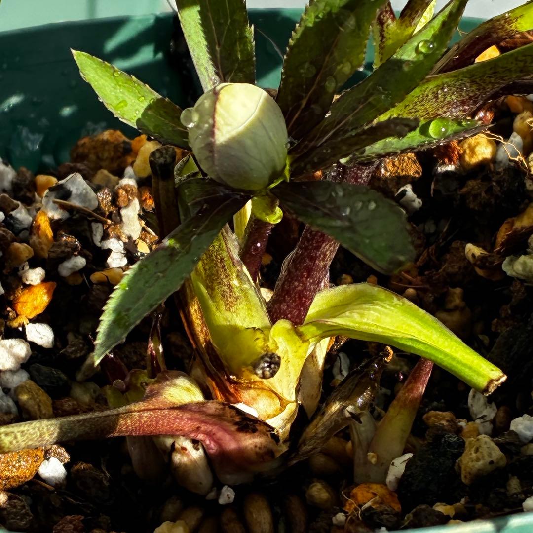 の*ん様 3493☘️蕾花タグ付き☘️超希少☘️筒型SD⭐️ポーセリン⭐️小輪⭐