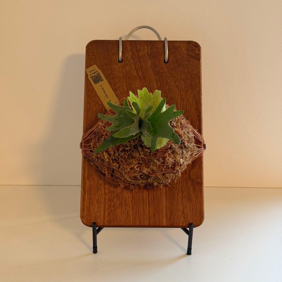 [ビカク丸]板付 極美株 Willinckii Golden Boy