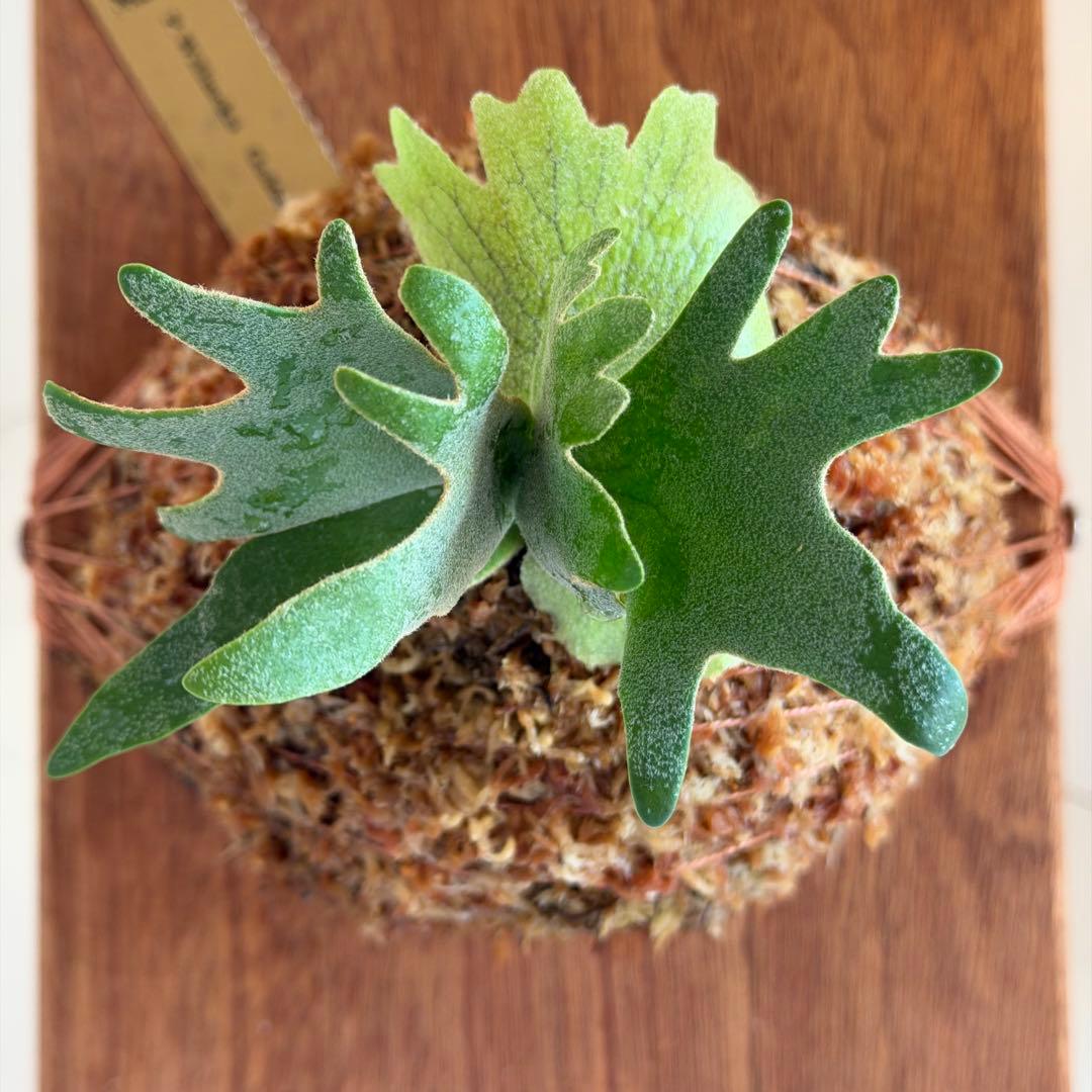 [ビカク丸]板付 極美株 Willinckii Golden Boy