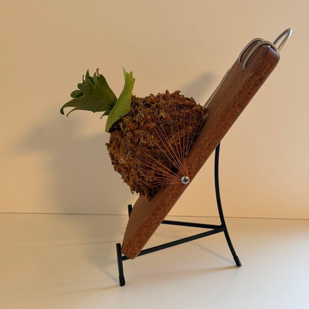 [ビカク丸]板付 極美株 Willinckii Golden Boy